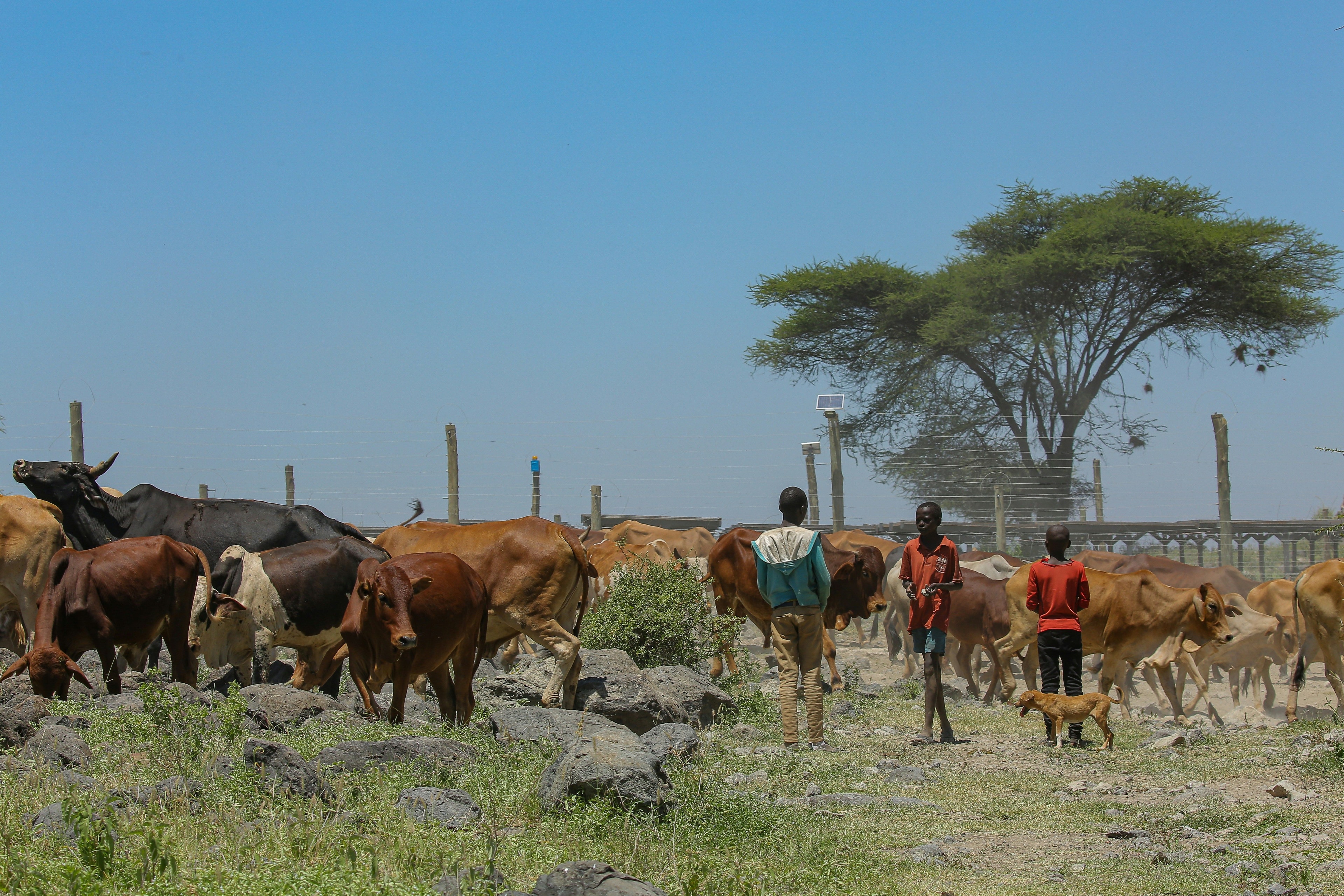 IntelliFeed360 livestock