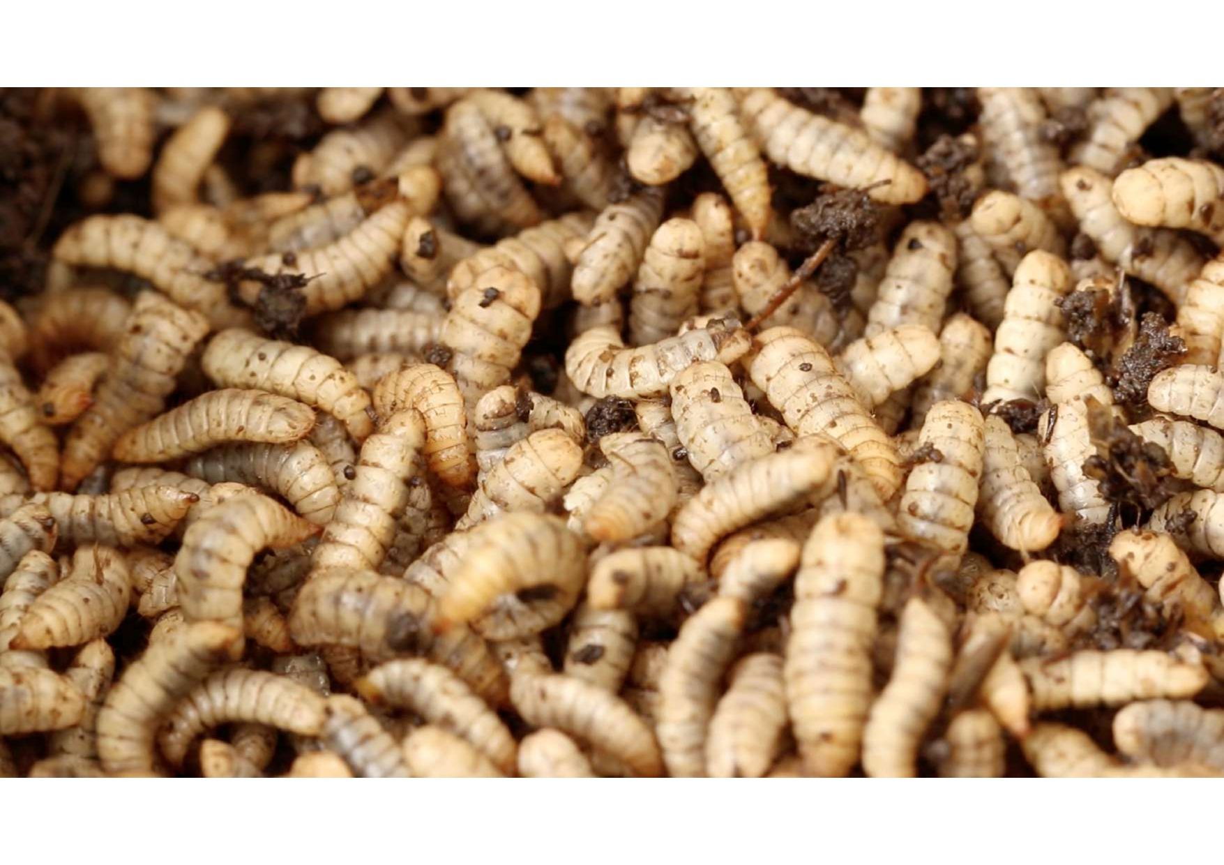 Black soldier fly larvae in a farm setting