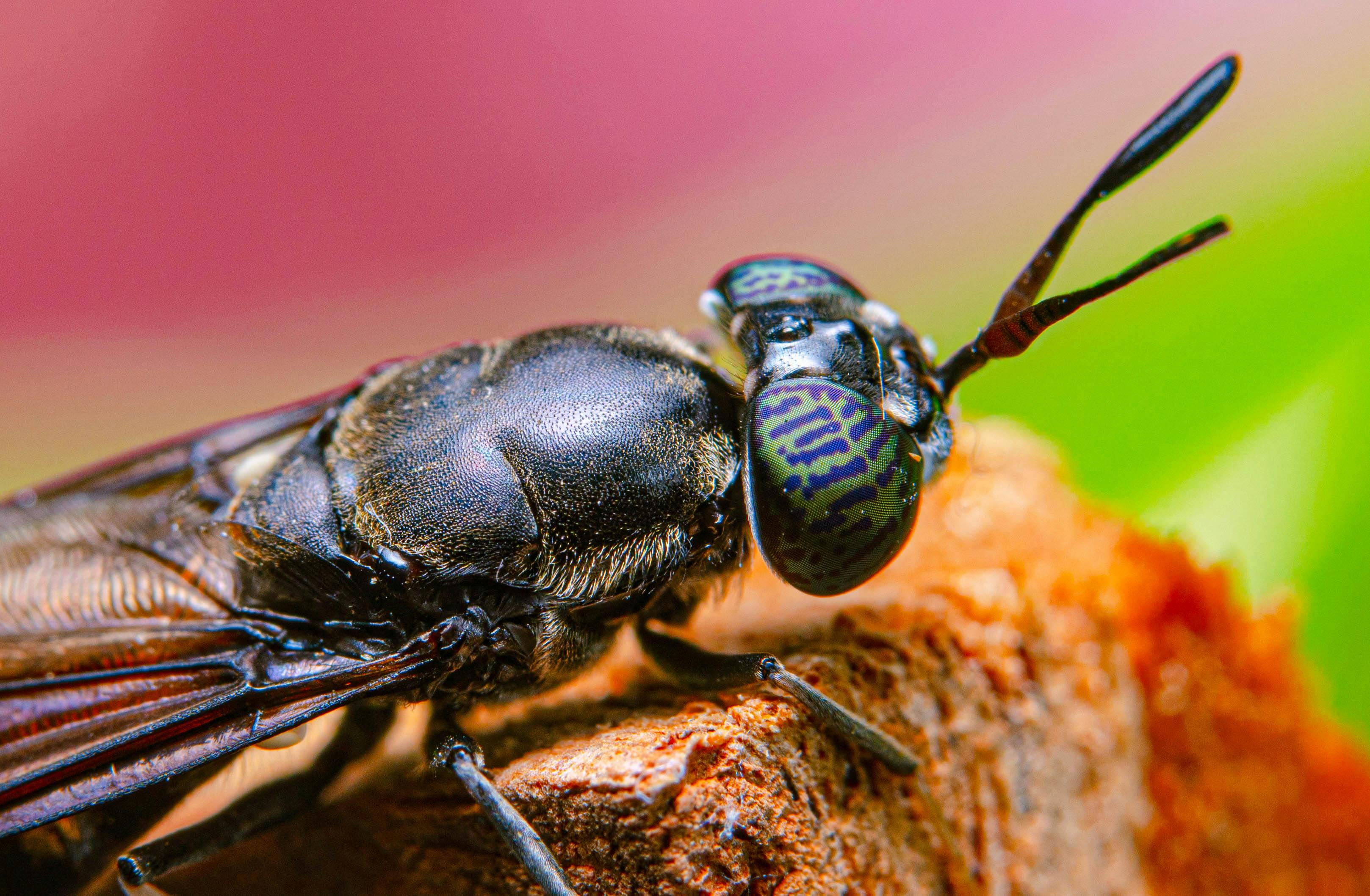 Zoomed-in black soldier fly