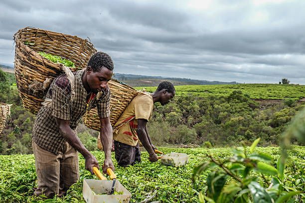 Men harvesting crops