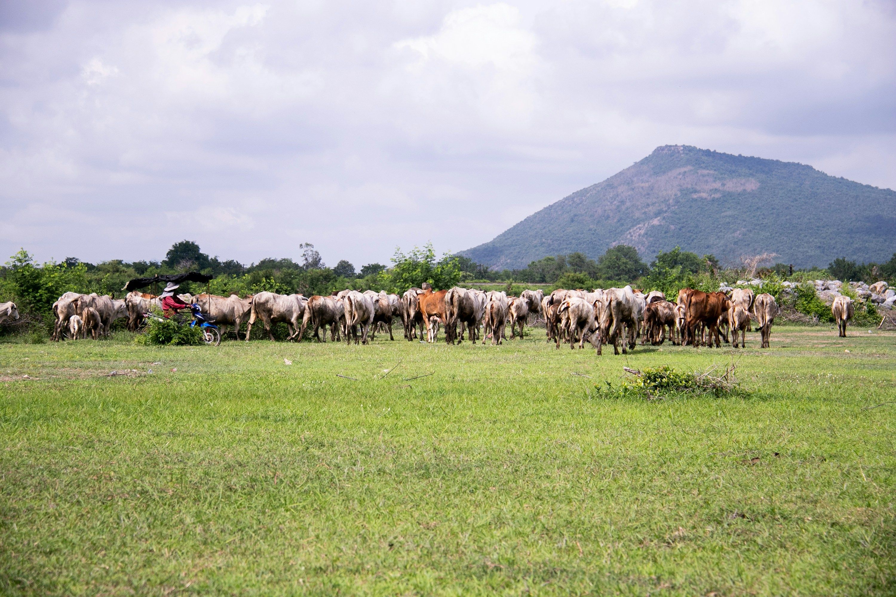 Cows grazing